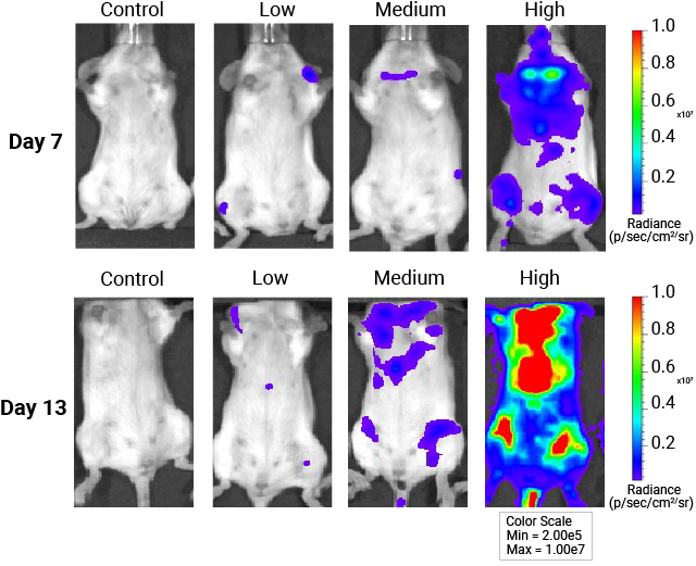 Mice injected with increasing levels of AAV9-NanoLuc®-HaloTag® viral particles