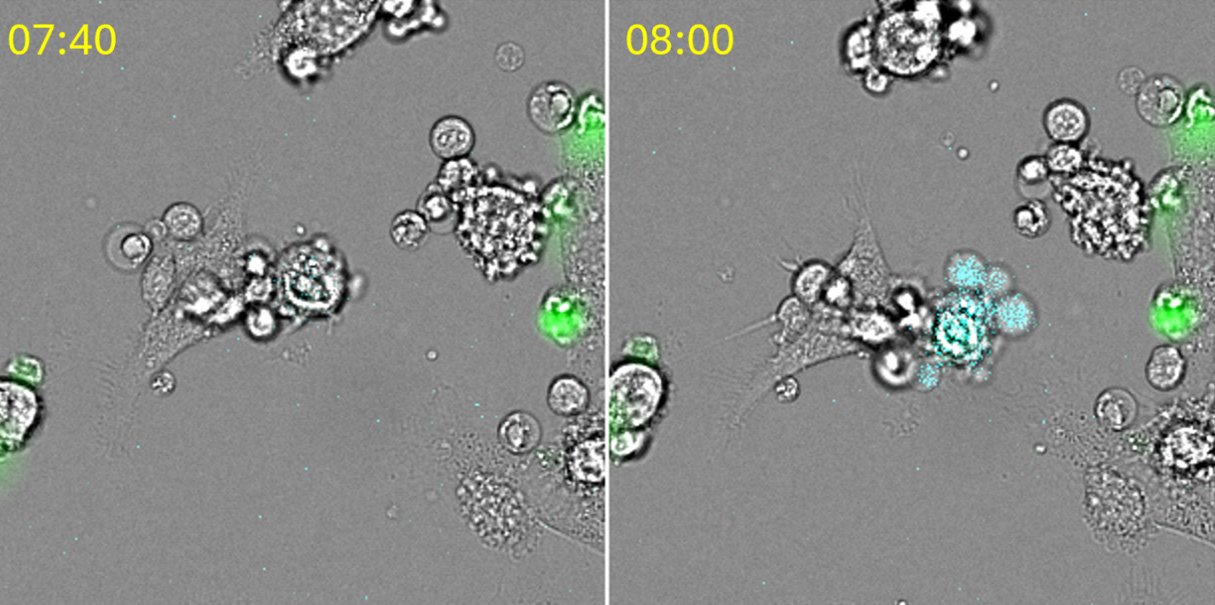 tce-mediated-hibit-target-cell-killing-in-real-time-panel-img
