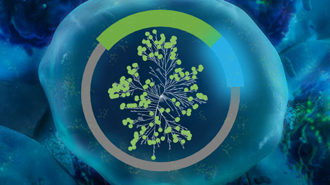 cellular kinase selectivity profiling