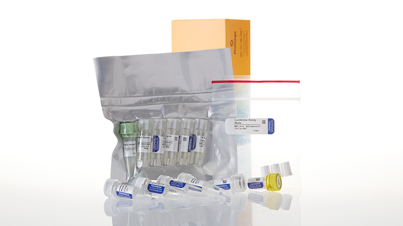 L4130_TnT Coupled Wheat Germ Extract System-SP6_3