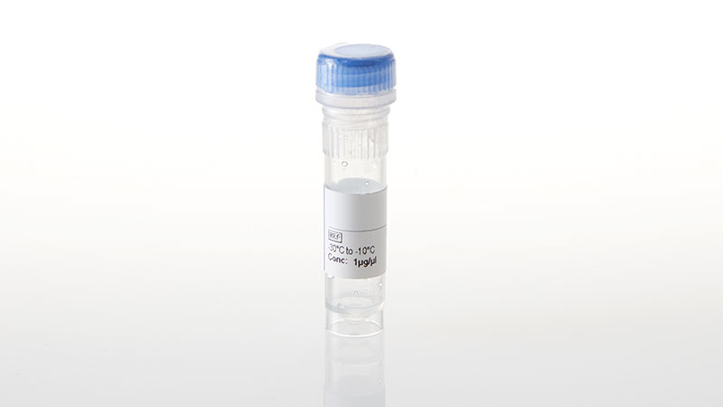 NV3111_FLT1-NanoLuc- Fusion Vector- 20ug