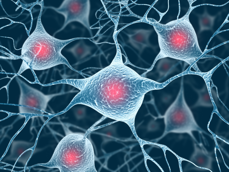 neurons