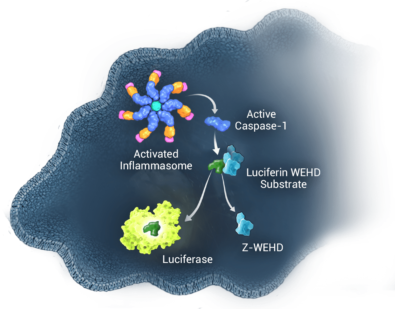 CaspaseGlo1_Overview-Foreground