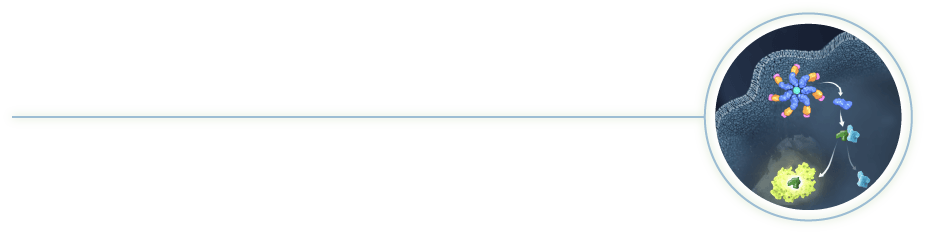 Caspase-Glo Assay Technology Example