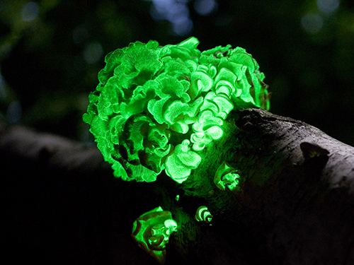 panellusstipticusaug12-2009