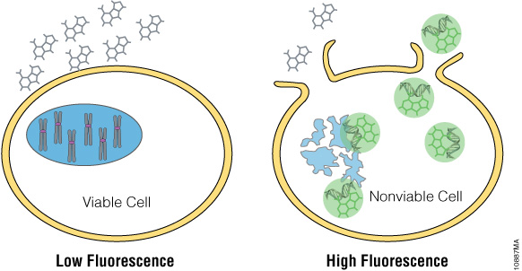 Diagram showing how the CellTox Green Assay quantifies cell death