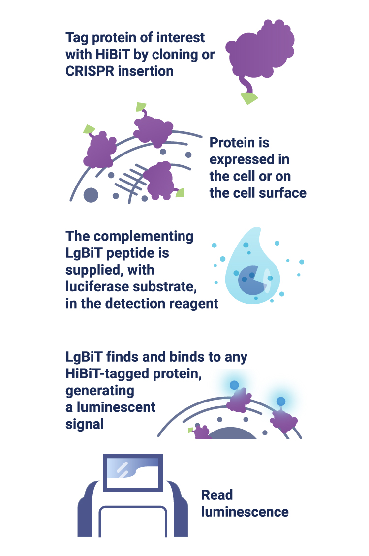 schematic depiction of the HiBiT protein tagging workflow